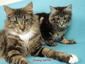 Dumny Kot*PL, Norwegian Forest Cat and Russian Blue cattery