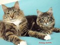 Dumny Kot*PL, Norwegian Forest Cat and Russian Blue cattery