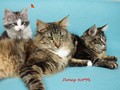 Dumny Kot*PL, Norwegian Forest Cat and Russian Blue cattery