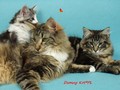 Dumny Kot*PL, Norwegian Forest Cat and Russian Blue cattery