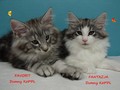 Dumny Kot*PL, Norwegian Forest Cat and Russian Blue cattery