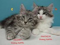 Dumny Kot*PL, Norwegian Forest Cat and Russian Blue cattery