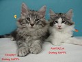 Dumny Kot*PL, Norwegian Forest Cat and Russian Blue cattery