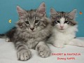 Dumny Kot*PL, Norwegian Forest Cat and Russian Blue cattery