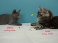 Dumny Kot*PL, Norwegian Forest Cat and Russian Blue cattery