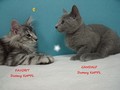 Dumny Kot*PL, Norwegian Forest Cat and Russian Blue cattery