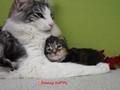 Dumny Kot*PL, Norwegian Forest Cat and Russian Blue cattery