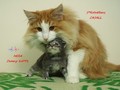 Dumny Kot*PL, Norwegian Forest Cat and Russian Blue cattery