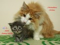 Dumny Kot*PL, Norwegian Forest Cat and Russian Blue cattery