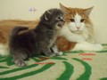 Dumny Kot*PL, Norwegian Forest Cat and Russian Blue cattery