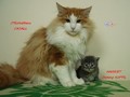 Dumny Kot*PL, Norwegian Forest Cat and Russian Blue cattery