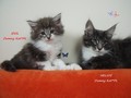 Dumny Kot*PL, Norwegian Forest Cat and Russian Blue cattery