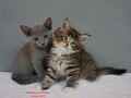 Dumny Kot*PL, Norwegian Forest Cat and Russian Blue cattery