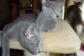 Dumny Kot*PL, Norwegian Forest Cat and Russian Blue cattery