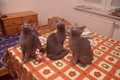 Dumny Kot*PL, Norwegian Forest Cat and Russian Blue cattery