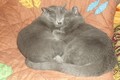 Dumny Kot*PL, Norwegian Forest Cat and Russian Blue cattery