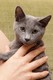 Dumny Kot*PL, Norwegian Forest Cat and Russian Blue cattery