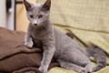 Dumny Kot*PL, Norwegian Forest Cat and Russian Blue cattery