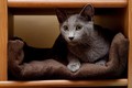 Dumny Kot*PL, Norwegian Forest Cat and Russian Blue cattery