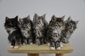 Dumny Kot*PL, Norwegian Forest Cat and Russian Blue cattery