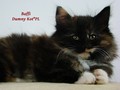 Dumny Kot*PL, Norwegian Forest Cat and Russian Blue cattery