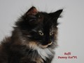 Dumny Kot*PL, Norwegian Forest Cat and Russian Blue cattery