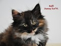 Dumny Kot*PL, Norwegian Forest Cat and Russian Blue cattery