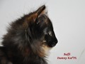 Dumny Kot*PL, Norwegian Forest Cat and Russian Blue cattery