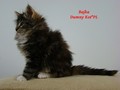 Dumny Kot*PL, Norwegian Forest Cat and Russian Blue cattery