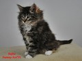 Dumny Kot*PL, Norwegian Forest Cat and Russian Blue cattery