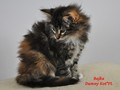 Dumny Kot*PL, Norwegian Forest Cat and Russian Blue cattery