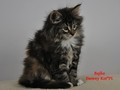 Dumny Kot*PL, Norwegian Forest Cat and Russian Blue cattery