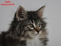 Dumny Kot*PL, Norwegian Forest Cat and Russian Blue cattery