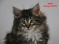 Dumny Kot*PL, Norwegian Forest Cat and Russian Blue cattery