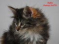 Dumny Kot*PL, Norwegian Forest Cat and Russian Blue cattery