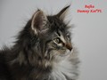 Dumny Kot*PL, Norwegian Forest Cat and Russian Blue cattery