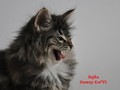 Dumny Kot*PL, Norwegian Forest Cat and Russian Blue cattery