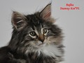 Dumny Kot*PL, Norwegian Forest Cat and Russian Blue cattery