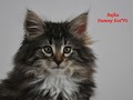 Dumny Kot*PL, Norwegian Forest Cat and Russian Blue cattery