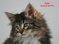 Dumny Kot*PL, Norwegian Forest Cat and Russian Blue cattery