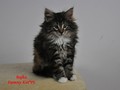 Dumny Kot*PL, Norwegian Forest Cat and Russian Blue cattery