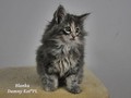 Dumny Kot*PL, Norwegian Forest Cat and Russian Blue cattery