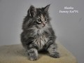 Dumny Kot*PL, Norwegian Forest Cat and Russian Blue cattery