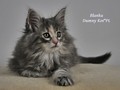 Dumny Kot*PL, Norwegian Forest Cat and Russian Blue cattery