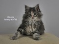 Dumny Kot*PL, Norwegian Forest Cat and Russian Blue cattery