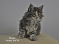 Dumny Kot*PL, Norwegian Forest Cat and Russian Blue cattery