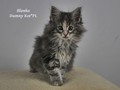 Dumny Kot*PL, Norwegian Forest Cat and Russian Blue cattery