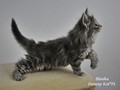 Dumny Kot*PL, Norwegian Forest Cat and Russian Blue cattery