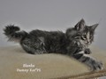 Dumny Kot*PL, Norwegian Forest Cat and Russian Blue cattery