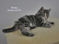 Dumny Kot*PL, Norwegian Forest Cat and Russian Blue cattery